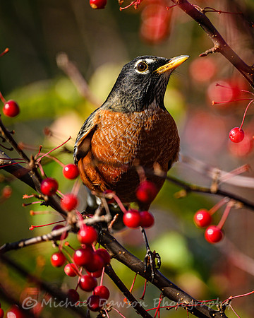 American Robin