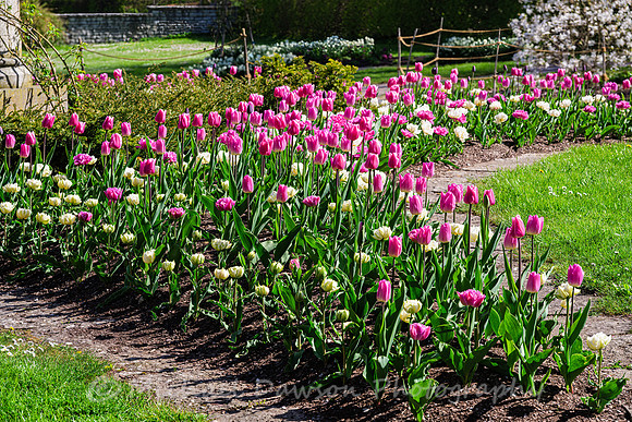 Tulips in Visby Botanical Garden