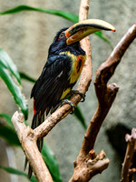 Pale-mandibled Aracari
