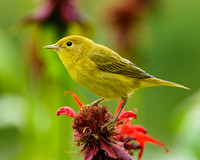 Yellow Warbler