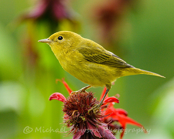 Yellow Warbler