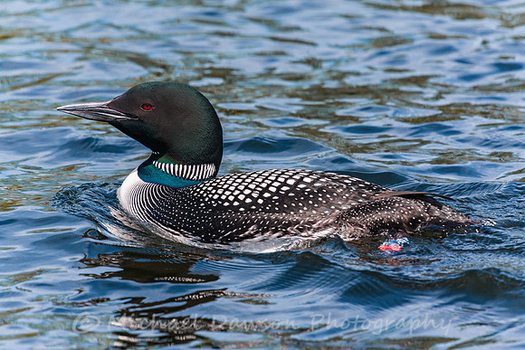 Common Loon