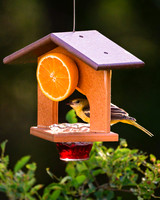Baltimore Oriole (female)