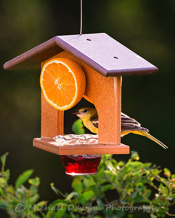 Baltimore Oriole (female)