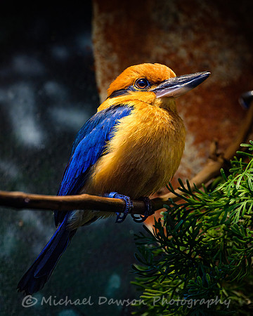Guam Kingfisher