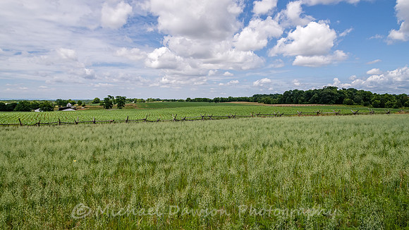 Views of the Cornfield