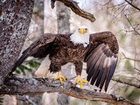 Bald Eagle