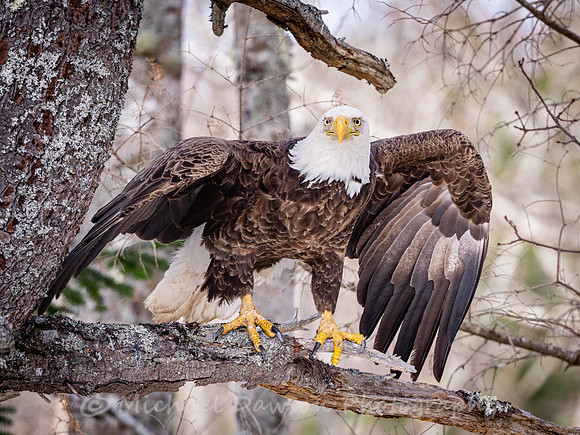 Bald Eagle