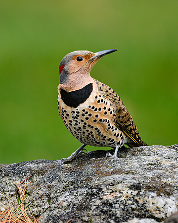 Northern Flicker (Yellow Shafted female)