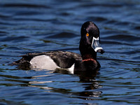 Ring-necked Duck