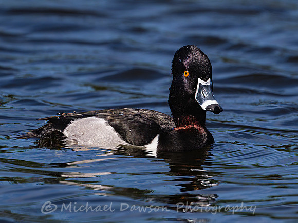 Ring-necked Duck