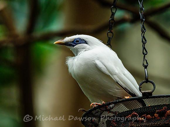 Bali Myna
