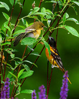 Baltimore Oriole and Fledgling