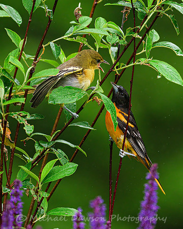 Baltimore Oriole and Fledgling