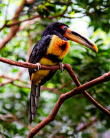 Pale-mandibled Aracari
