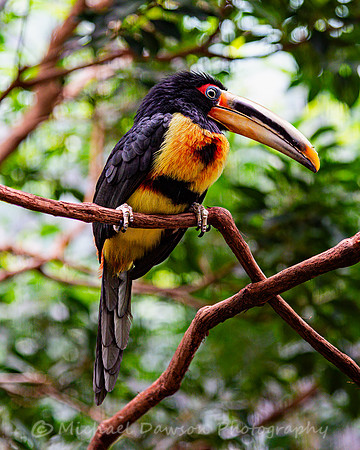 Pale-mandibled Aracari