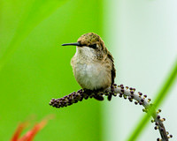Ruby-throated Hummingbird