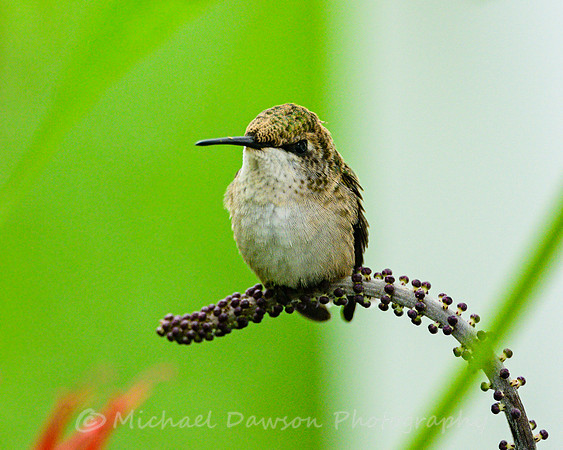 Ruby-throated Hummingbird