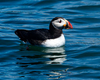 Atlantic Puffin