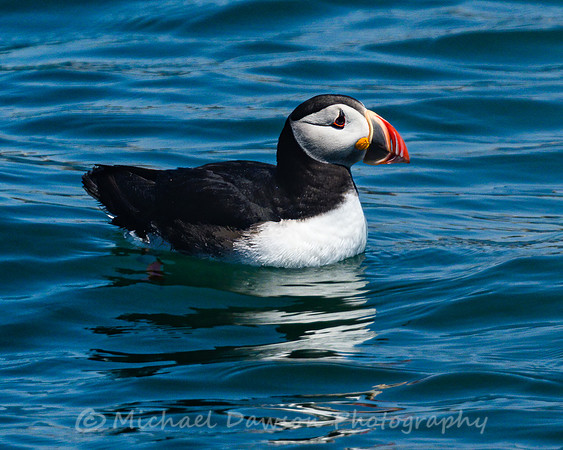 Atlantic Puffin