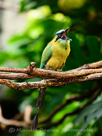 Blue-crowned Motmot