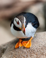 Horned Puffin