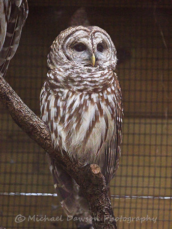 Barred Owl