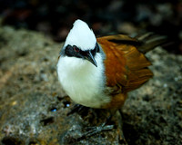 White-crested Laughingthrush