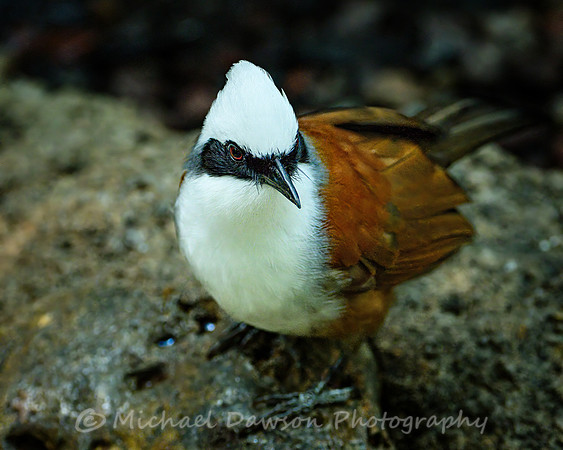 White-crested Laughingthrush