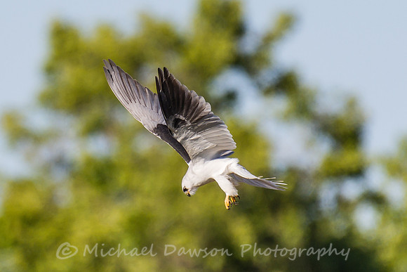 White-tailed Kite