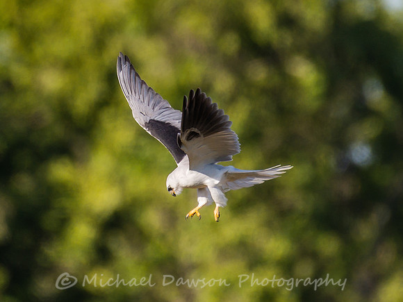 White-tailed Kite