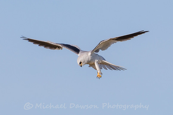 White-tailed Kite