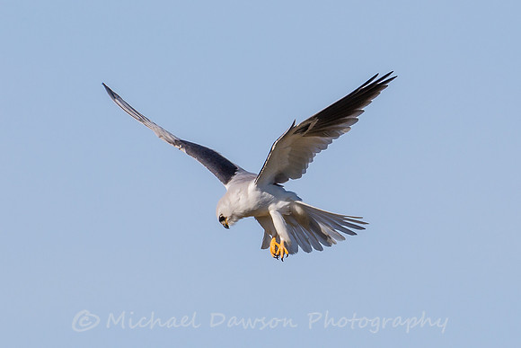 White-tailed Kite