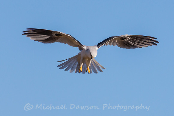 White-tailed Kite