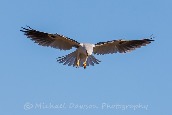 White-tailed Kite