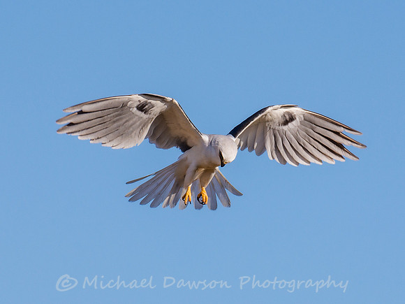 White-tailed Kite