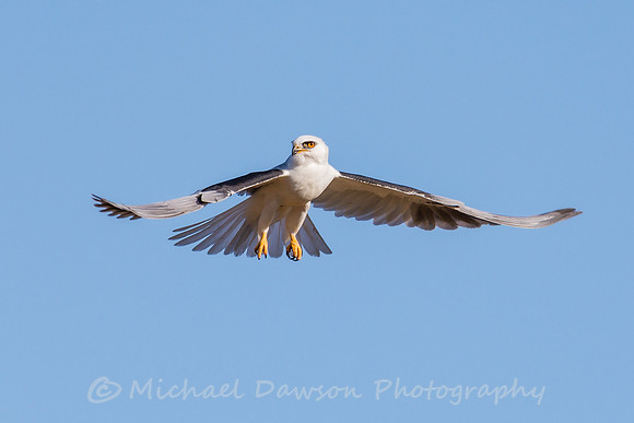White-tailed Kite