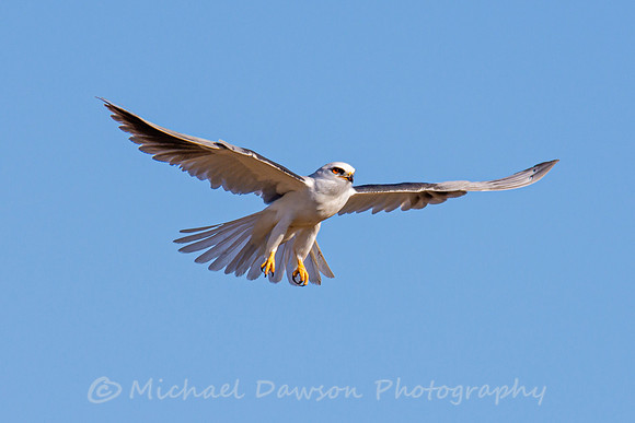 White-tailed Kite