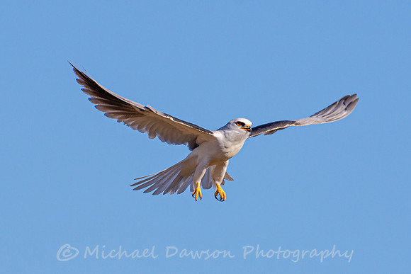 White-tailed Kite