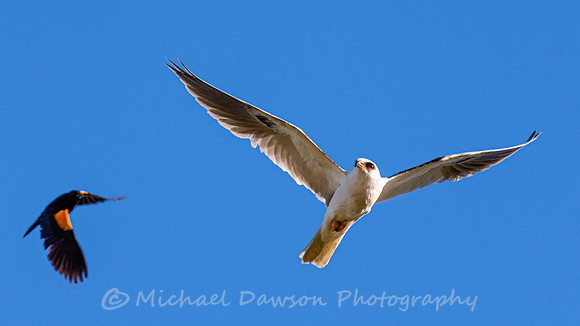 White-tailed Kite