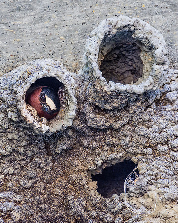 Cliff Swallow