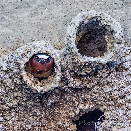 Cliff Swallow