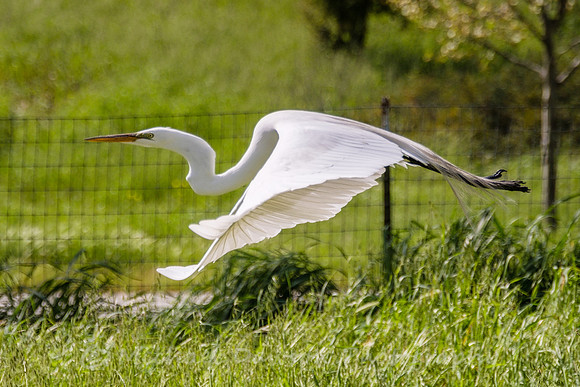 Great Egret