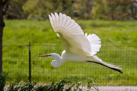 Great Egret