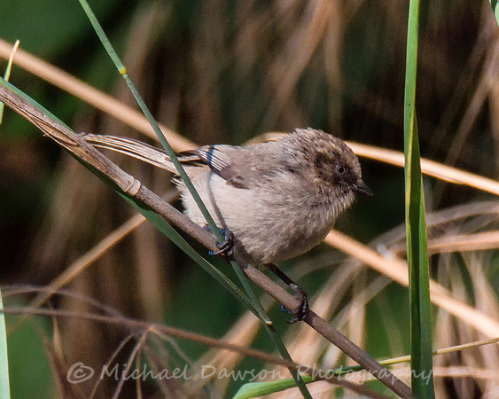 Bushtit