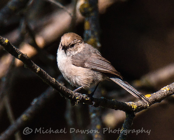 Bushtit
