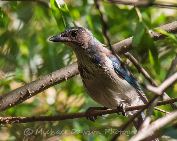 California Scrub Jay