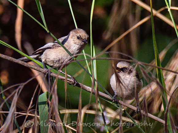 Bushtits