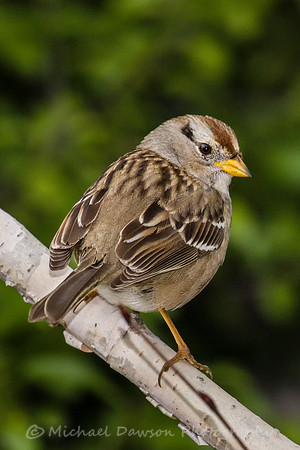 White-crowned Sparrow (immature)