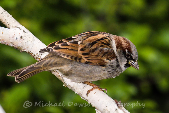 House Sparrow